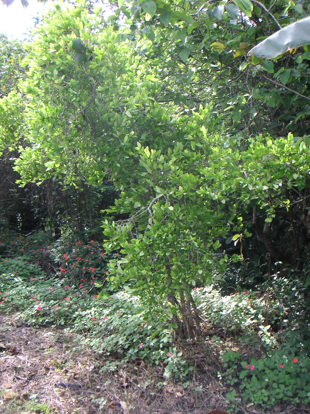 Colombia testar drönare för att utrota kokabuskar