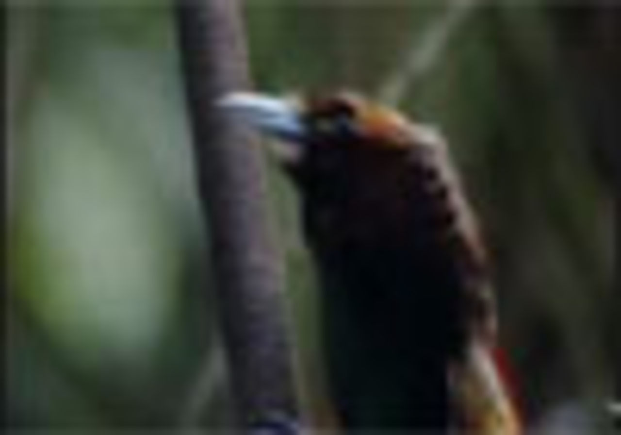 Lustig fågel