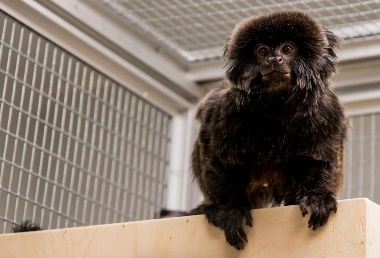 Apa som stals från Universeum upphittad