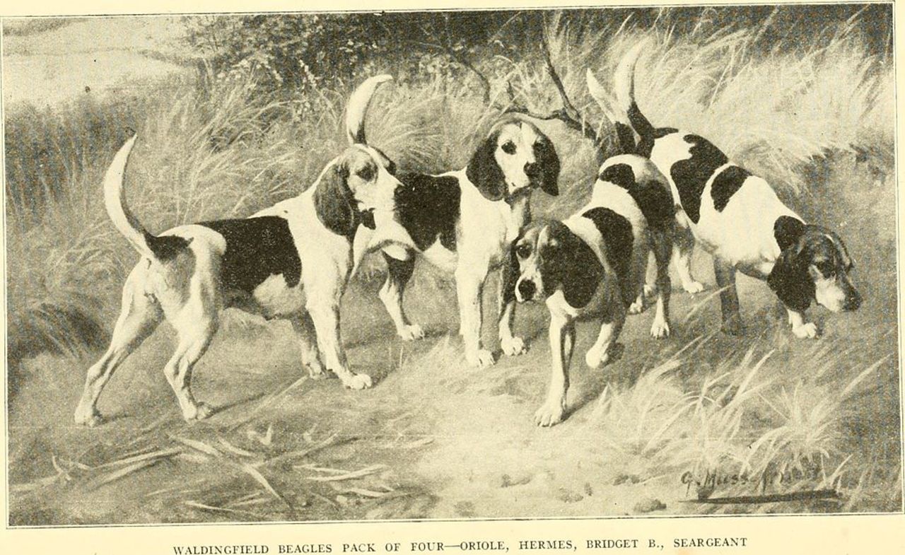 CRISPR skyddar hundar från muskeldystrofi