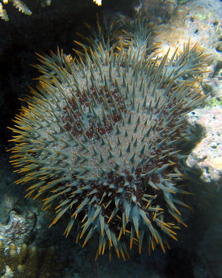 Tumnagel