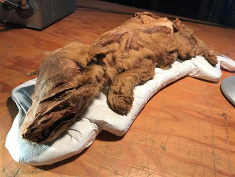 Mumie av 50.000 år gammal vargunge hittad i Kanada