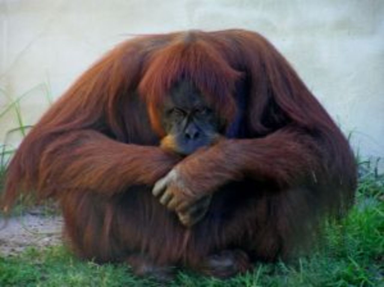 Sumatra-orangutangen Igge är med barn