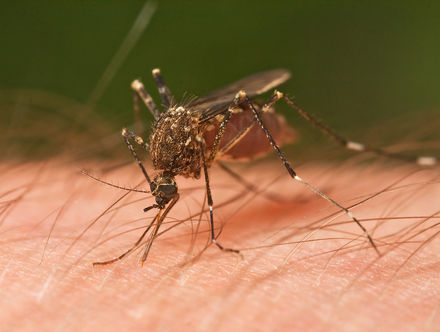 Tumnagel