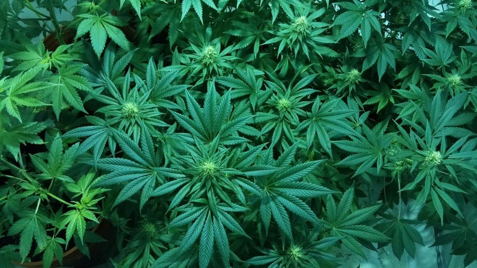 Du kan bli portad från USA om du handlar med cannabisaktier