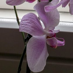 Tumnagel