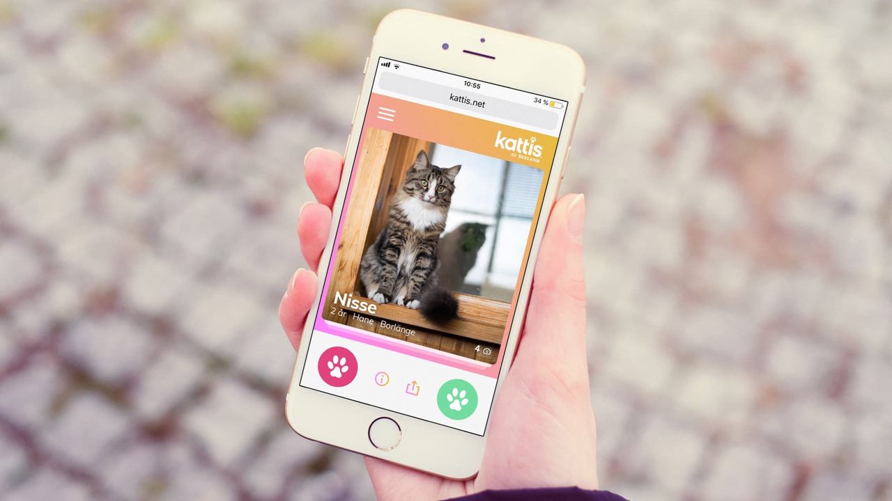 Kattis är som Tinder för de som vill adoptera en katt