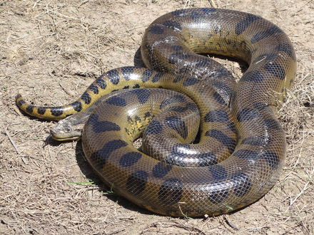 Tumnagel