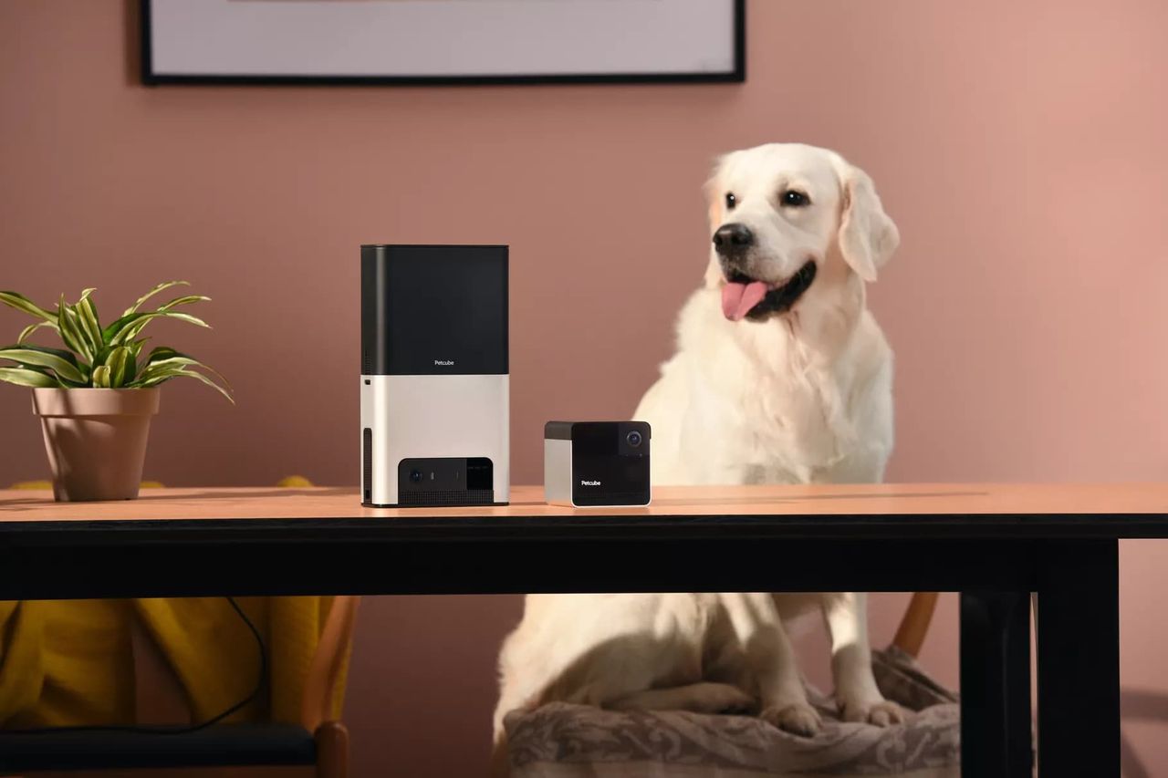 Petcube hjälper till att hålla koll på ditt husdjur