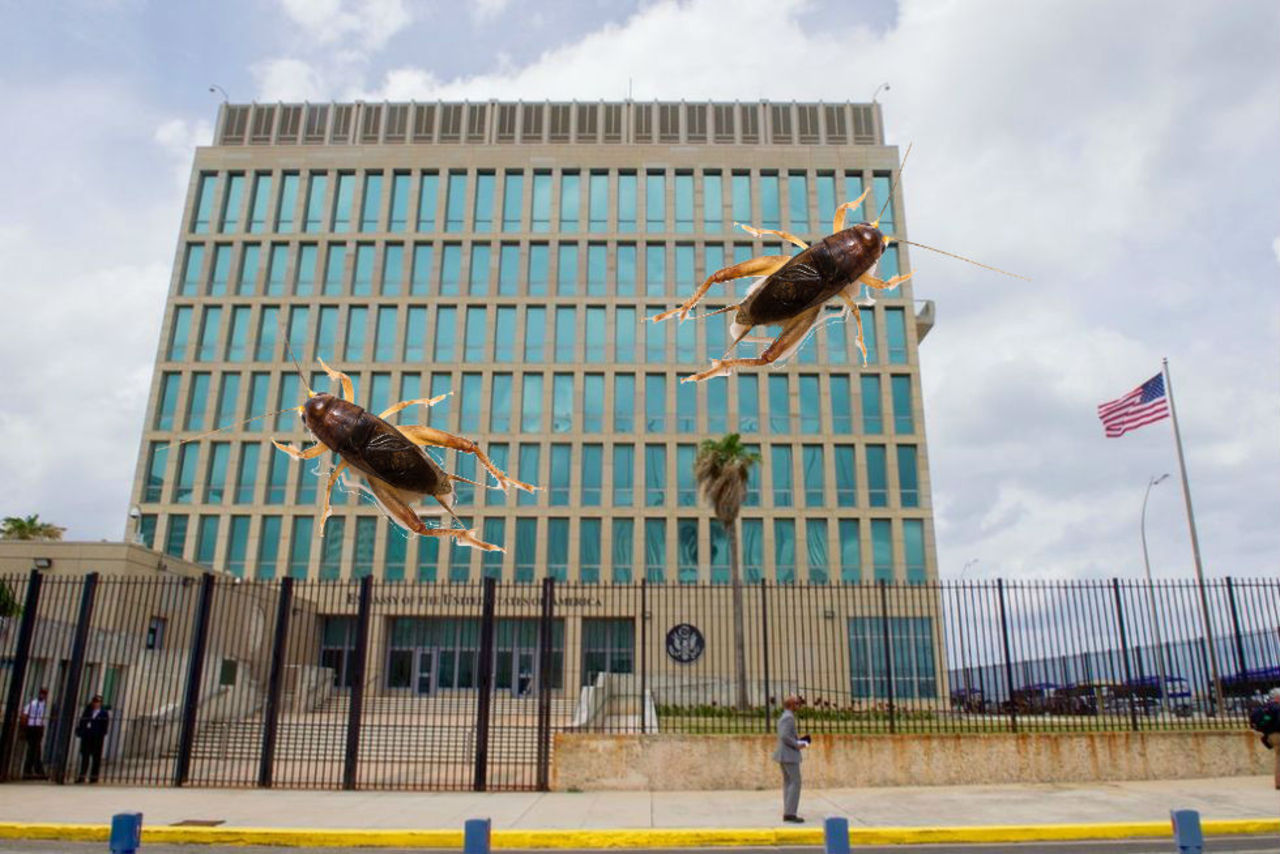 Ljudattacker på Kuba kan ha orsakats av syrsor