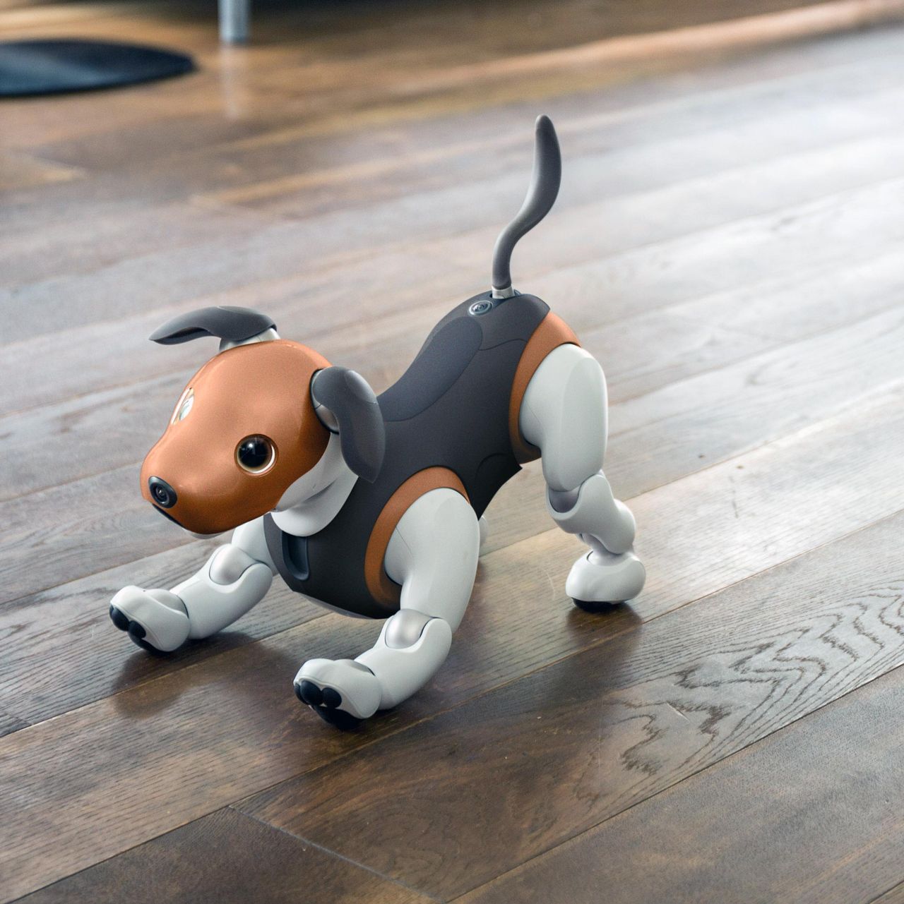 Några fler bilder på nya Aibo-hunden