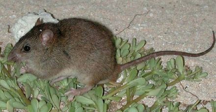 Tumnagel