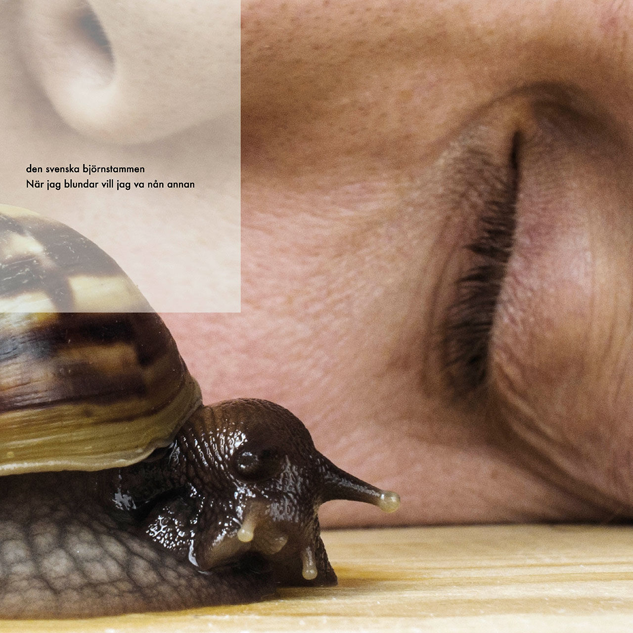 Ny singel från Den svenska björnstammen