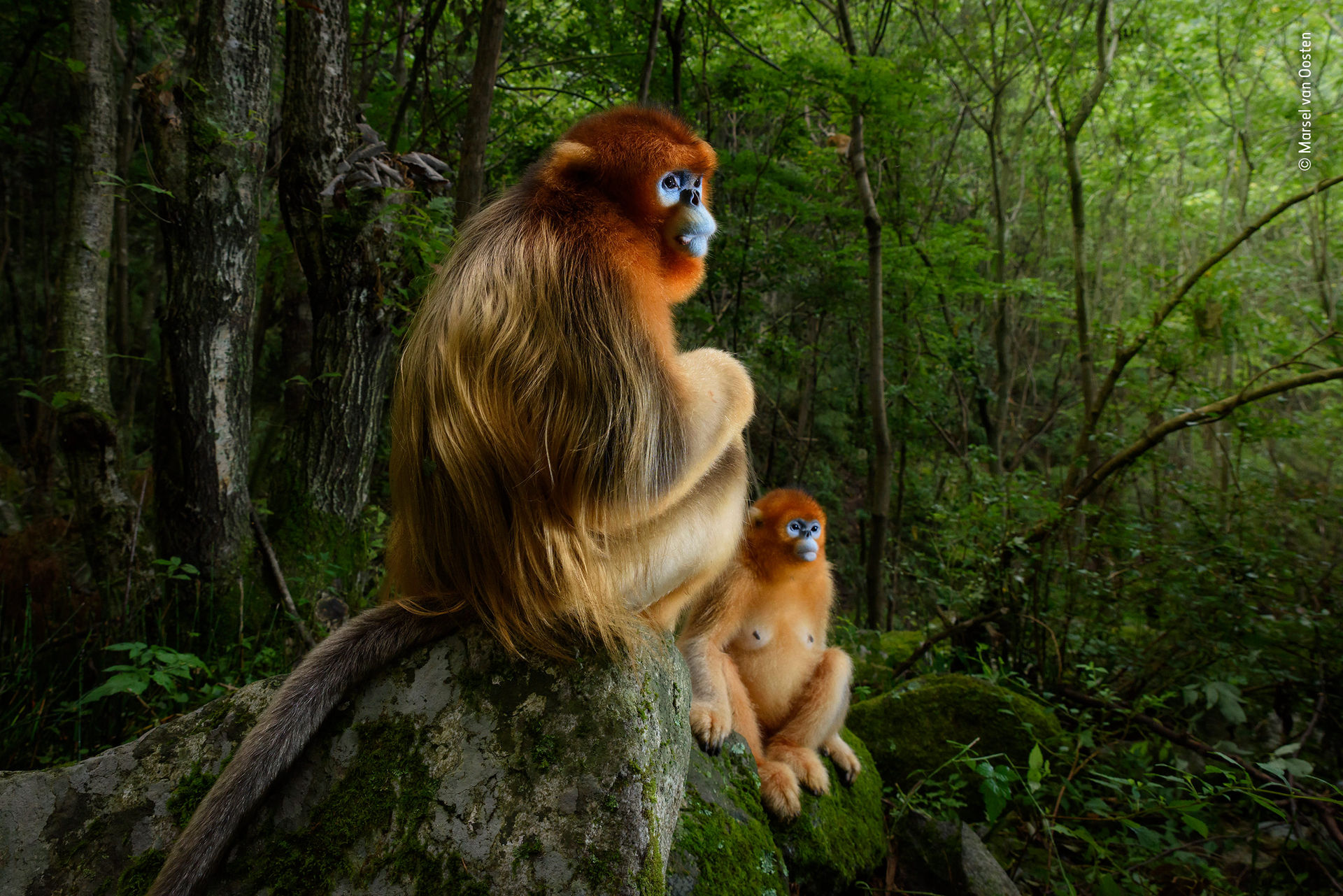 Kolla in Wildlife Photographer of the Year