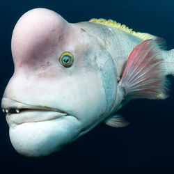 Tumnagel