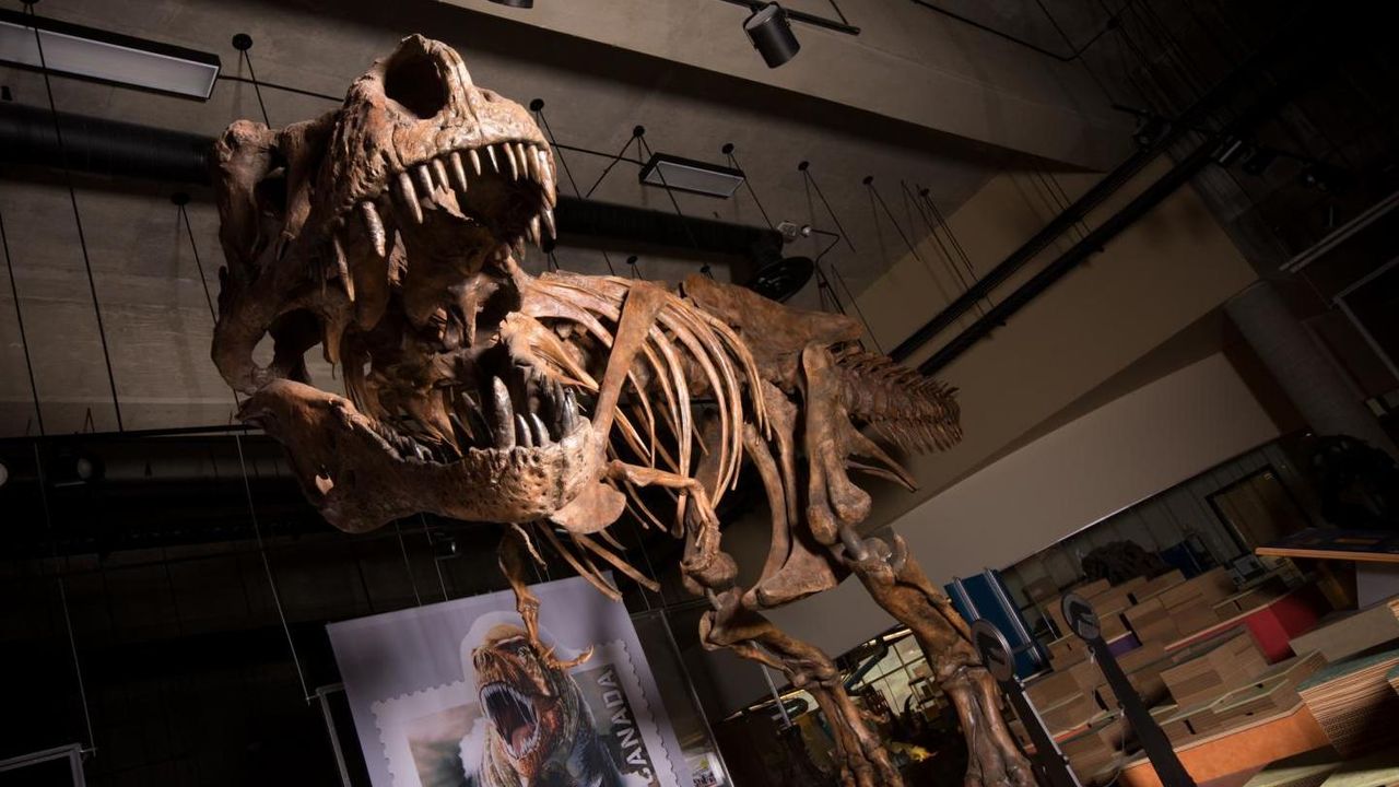 Här är världens största skelett från en Tyrannosaurus rex
