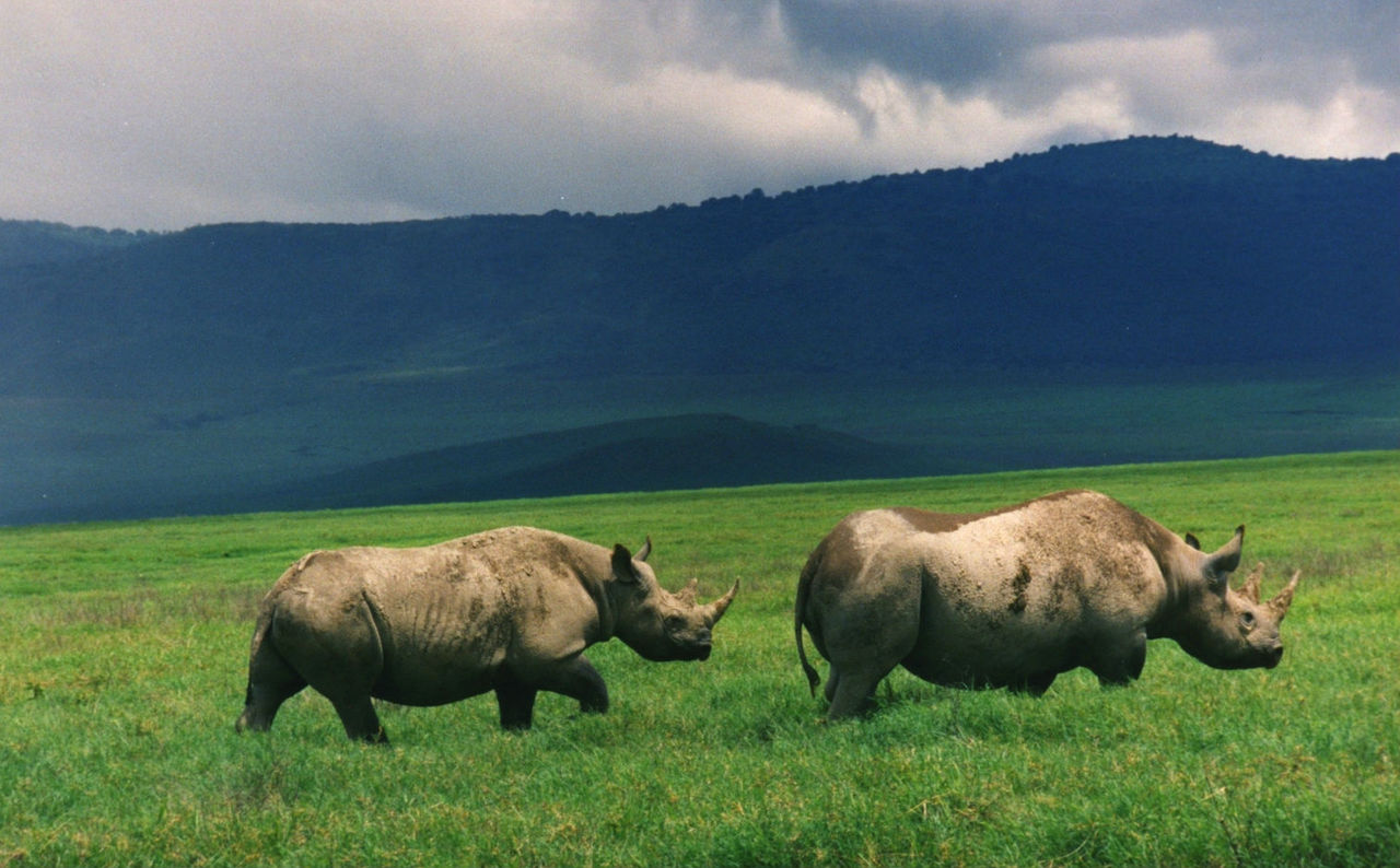 Rapport: En miljon arter riskerar att utrotas