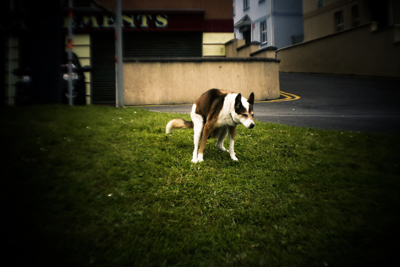 PooPrints dna-testar hundbajs