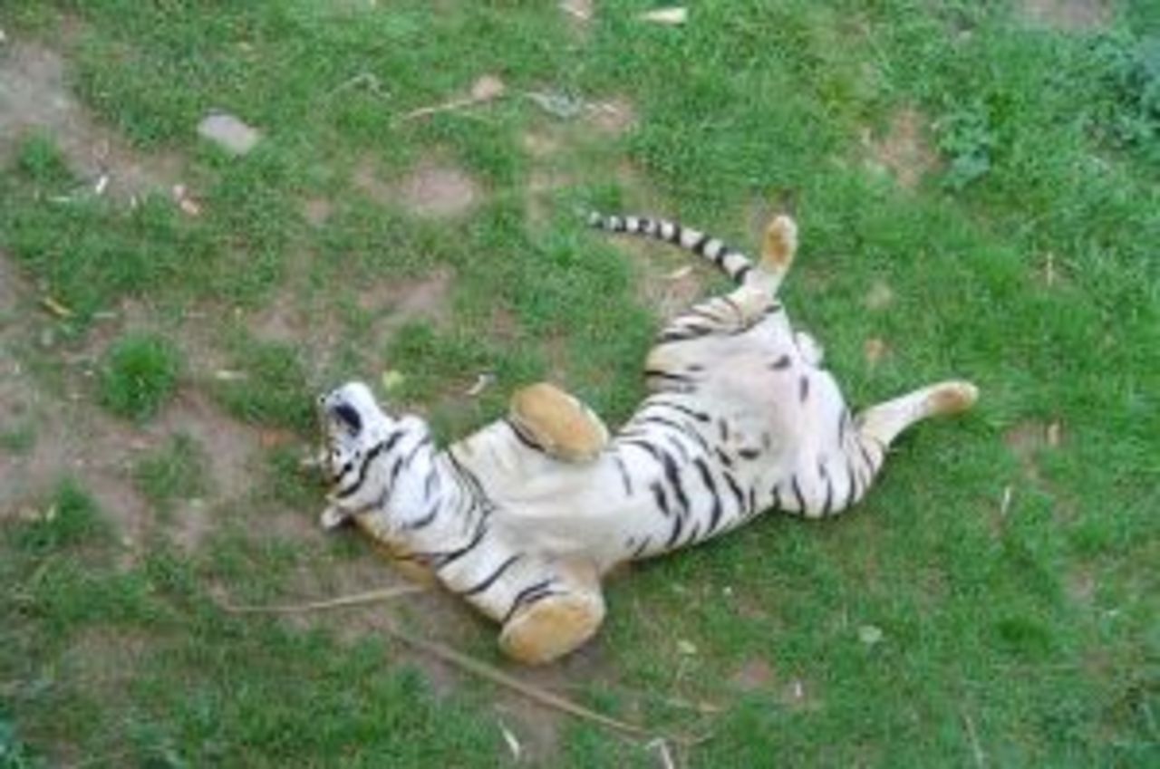 Djurskötare fick armen uppäten av tiger