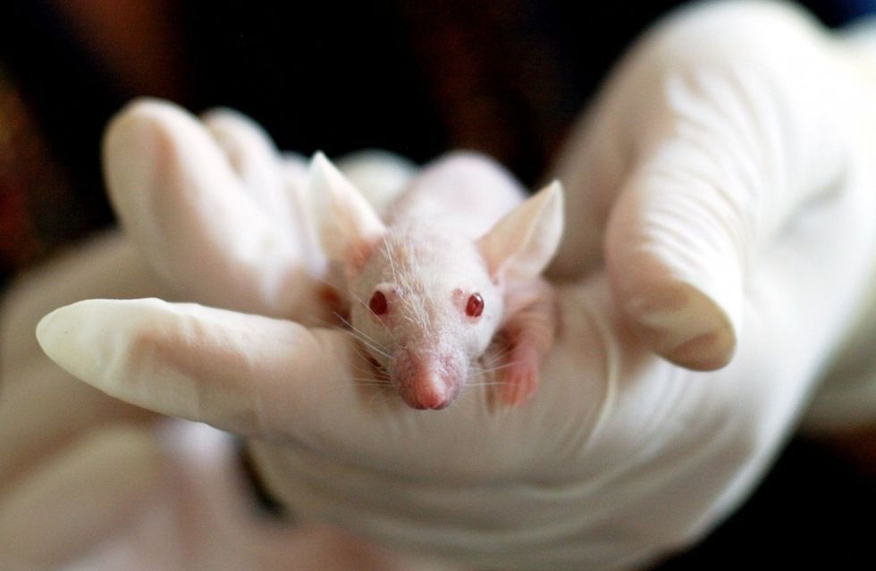 Japanska forskare ska odla mänskliga organ i djur