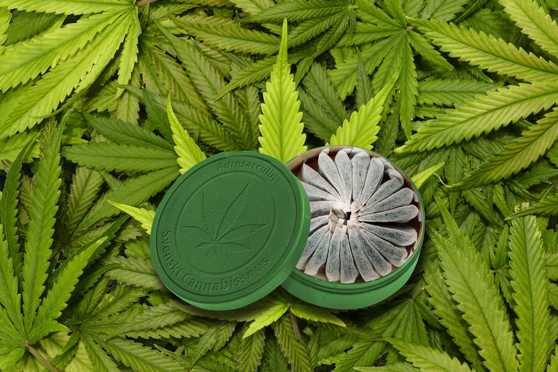 Svenskt företag ska göra cannabissnus