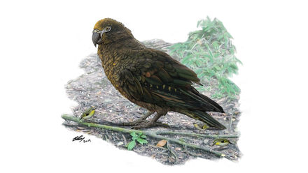 Tumnagel