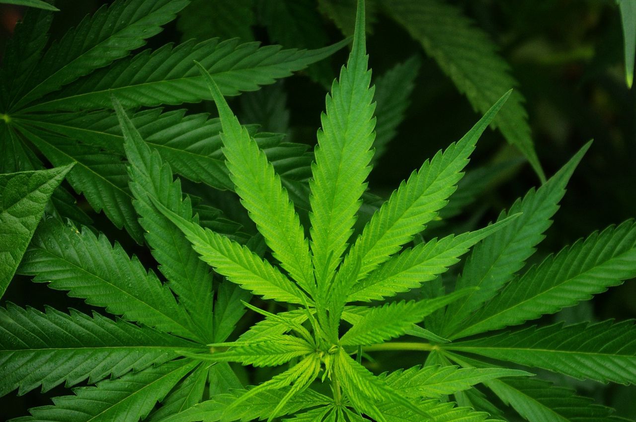 Luxemburg ska legalisera cannabis