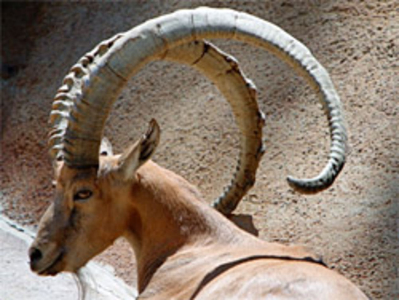 Installera Intrepid Ibex i oktober