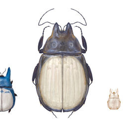 Tumnagel