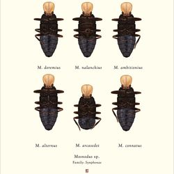 Tumnagel