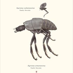 Tumnagel