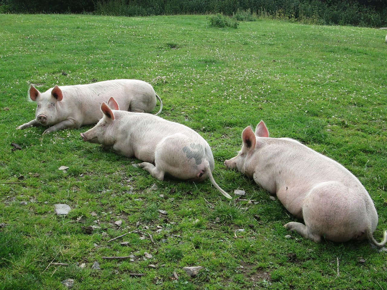 Kina föder upp jättegrisar