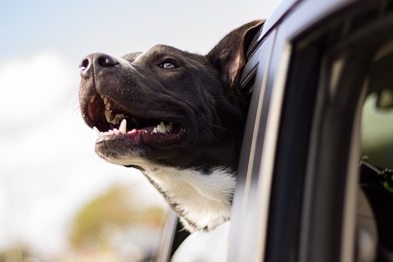 Uber lanserar Uber Pet
