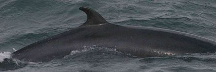 Tumnagel