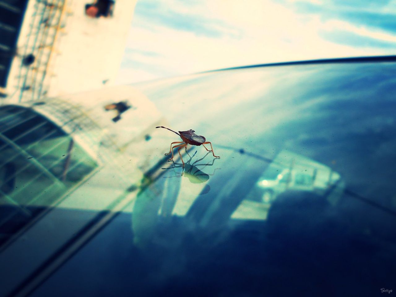 Antalet insekter i Europa har minskat dramatiskt