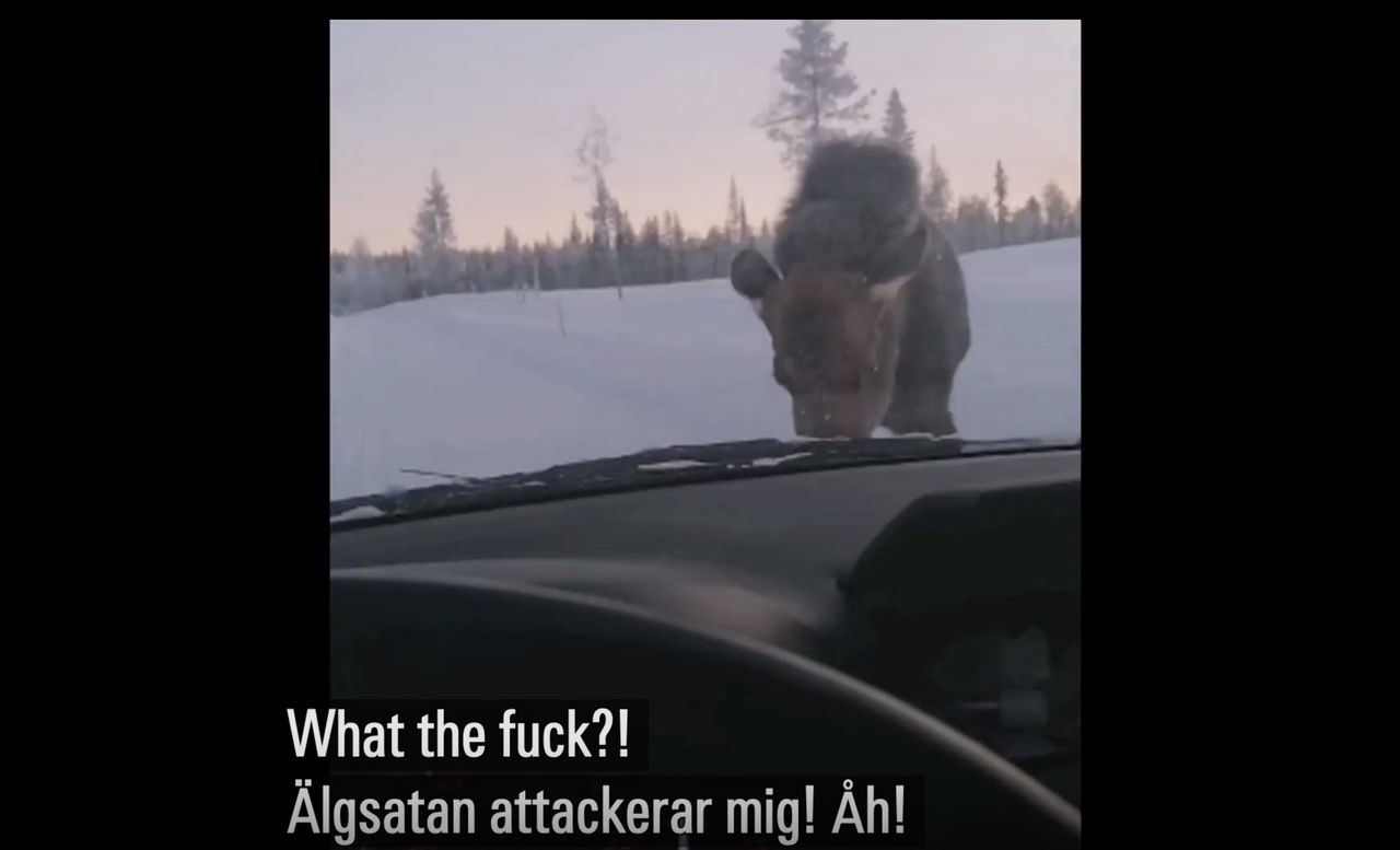 Älg halkar på vägen och blir sur på bilen som står framför