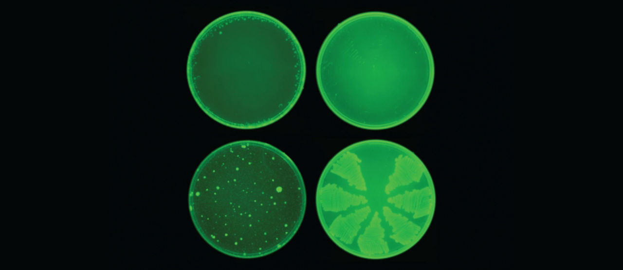 AI hittar antibiotika som kan döda resistenta bakterier