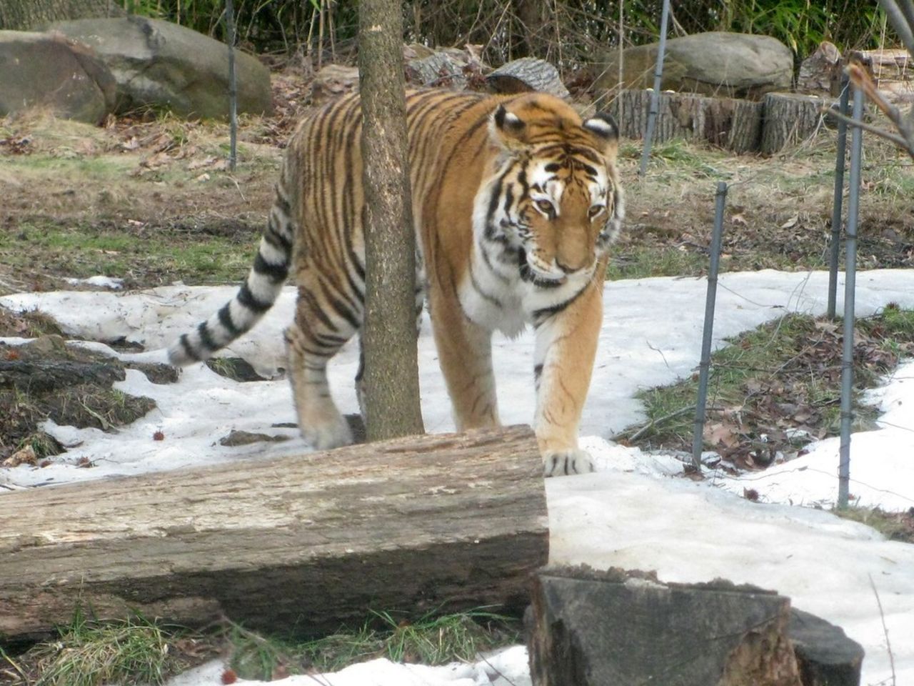 Även tigrar kan smittas av coronaviruset