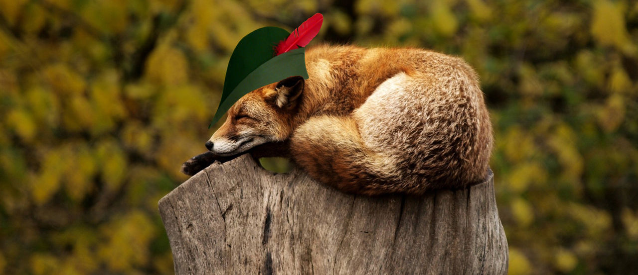 Disney gör spelfilmsversion av Robin Hood