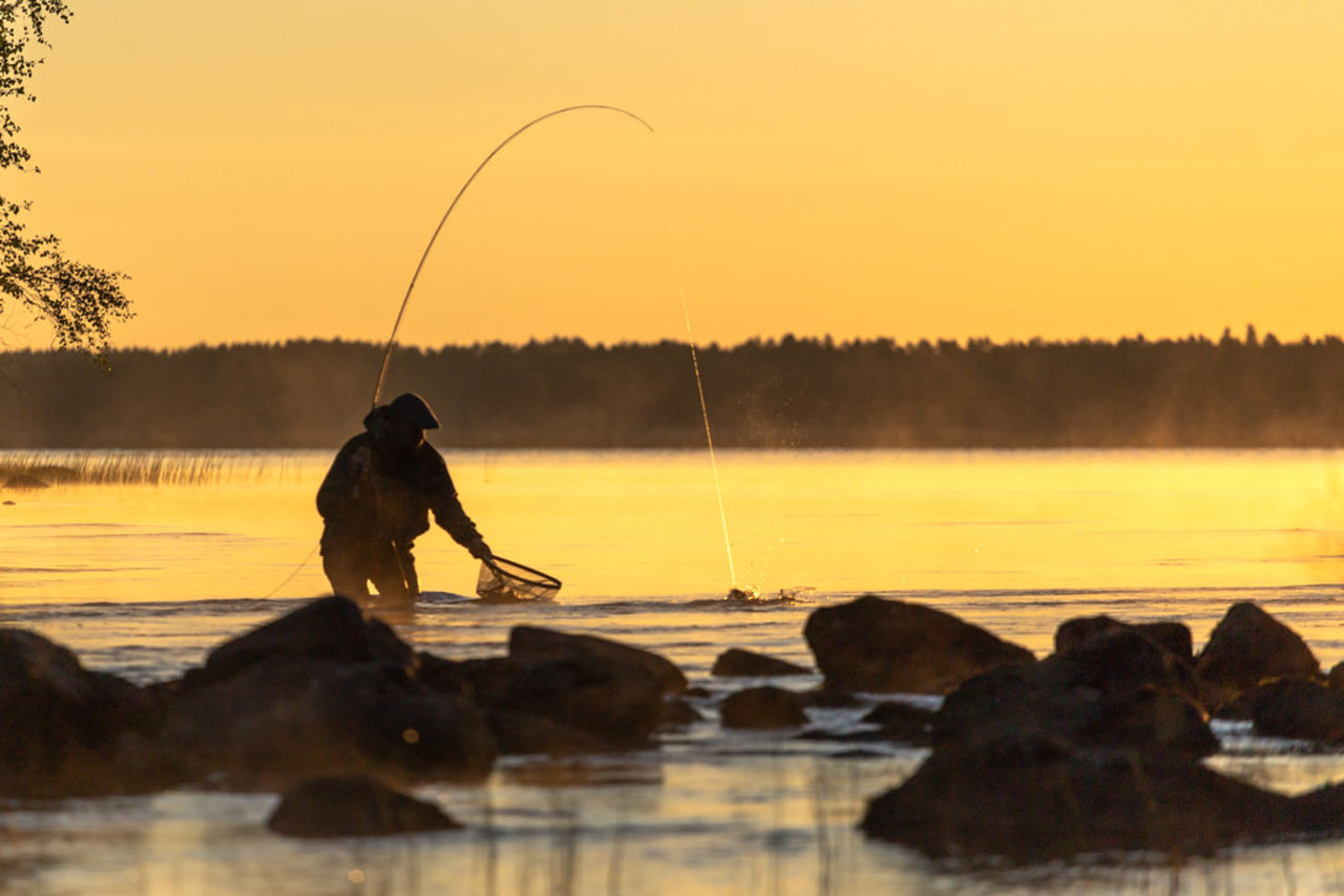 Rekordbilligt att fiska under pandemin