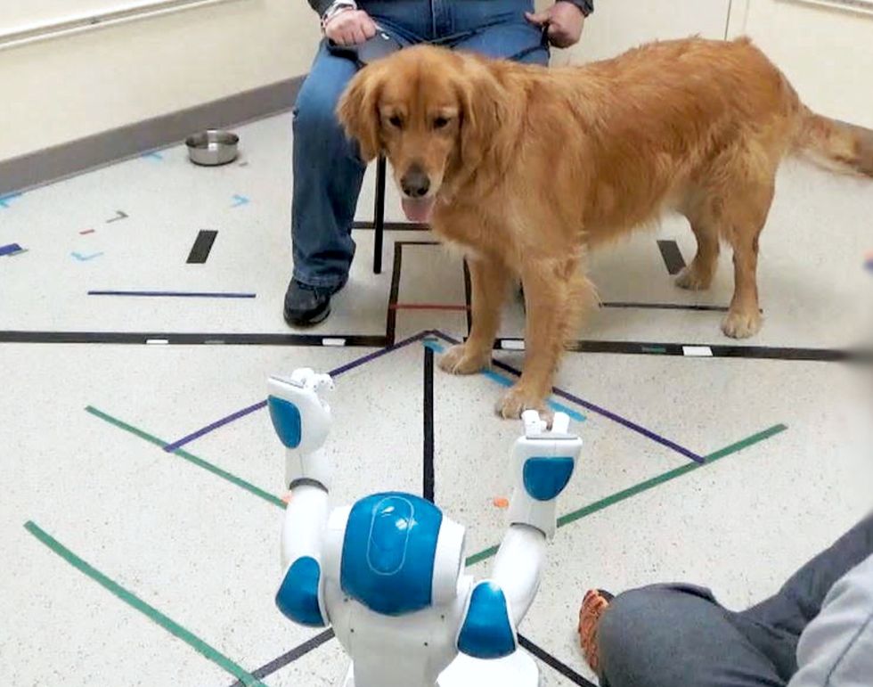 Hundar lyder kommandon som kommer från robotar