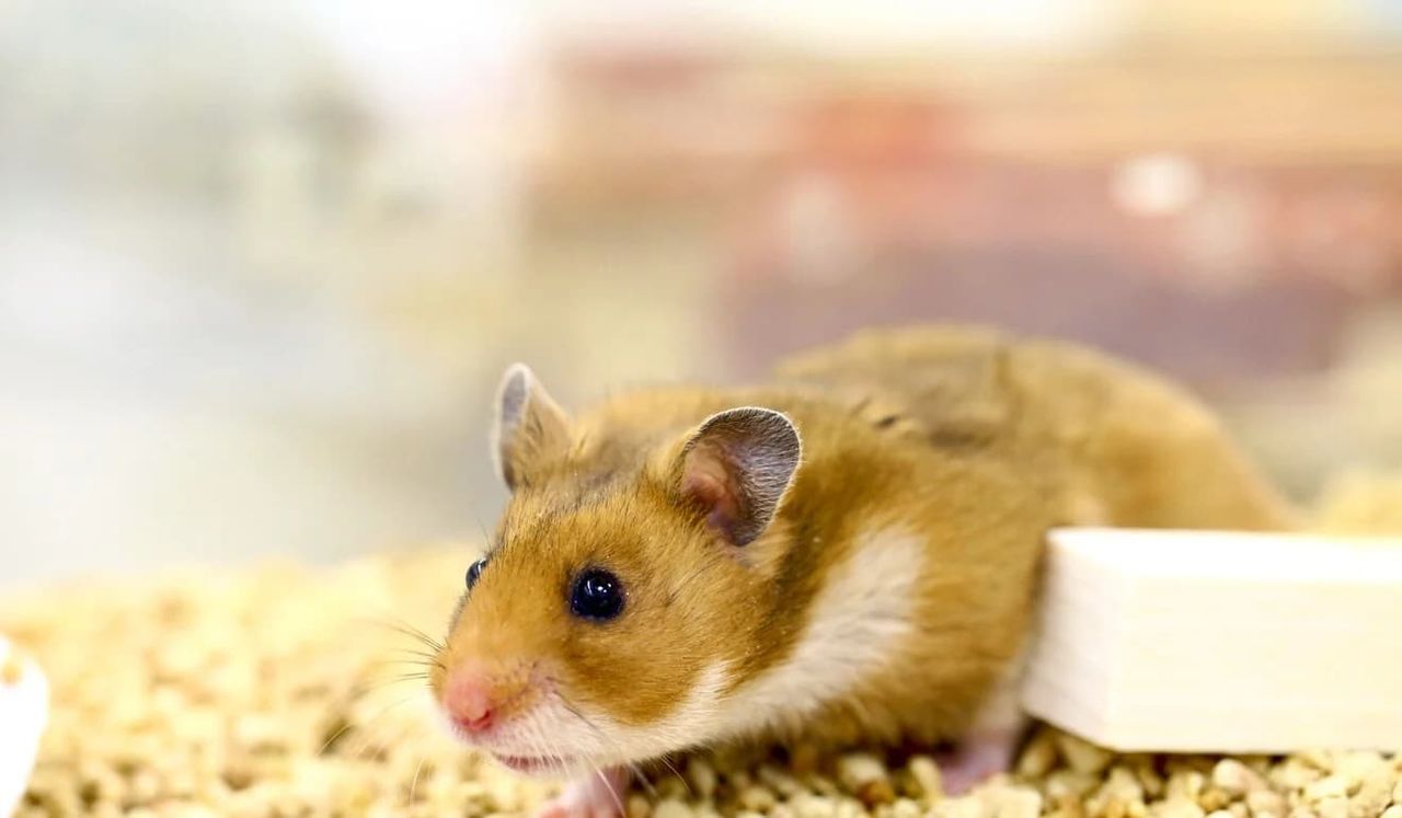 Munskydd skyddade hamstrar från coronavirus