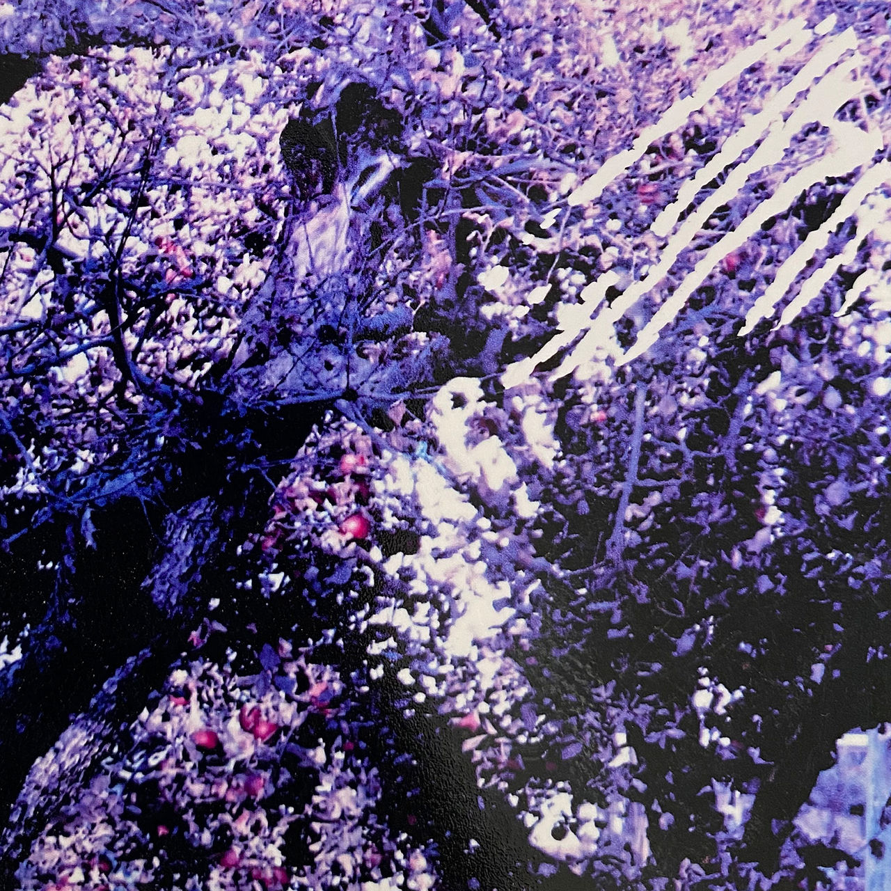 Ny singel från Den Svenska Björnstammen