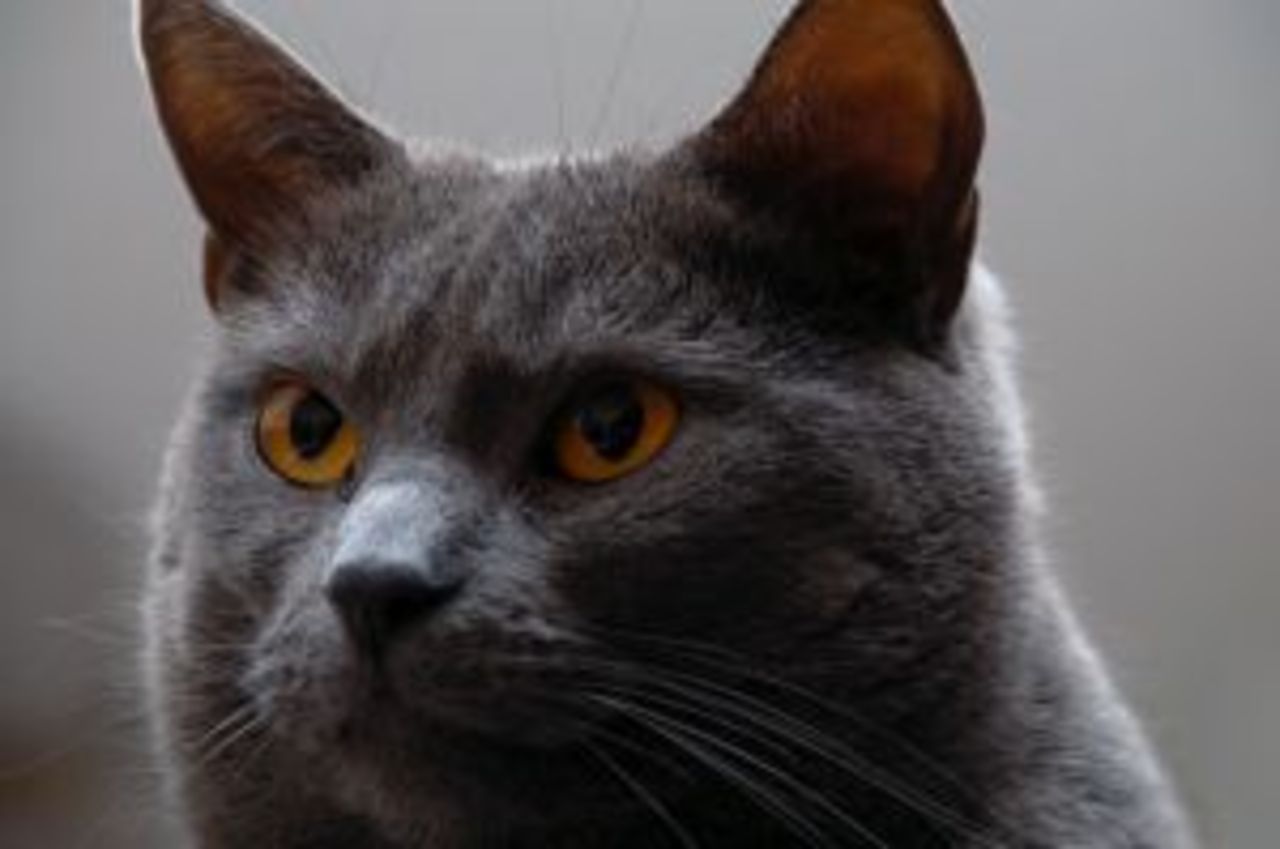 Katt fick kreditkort