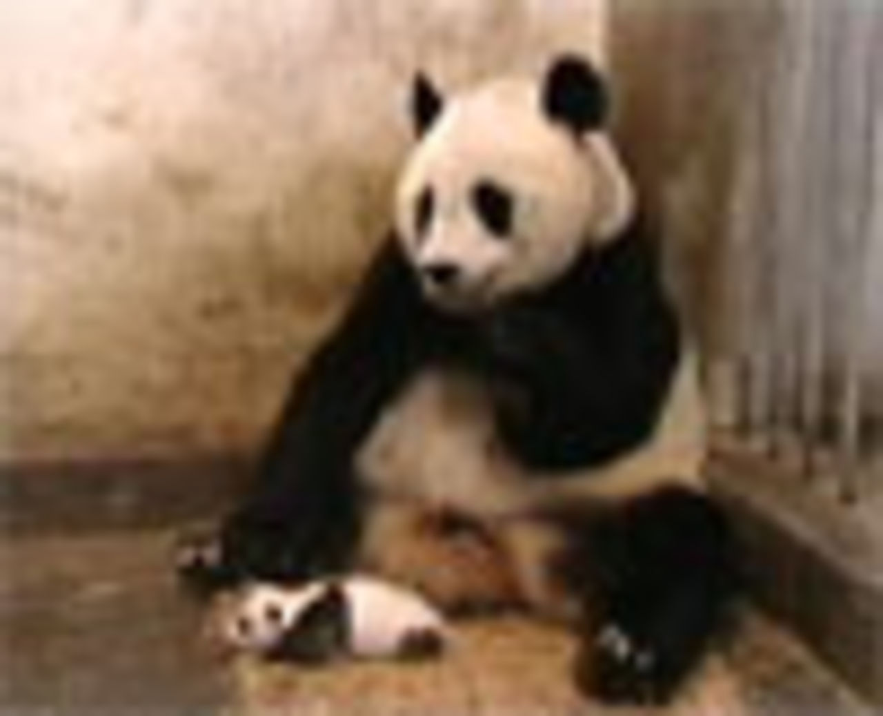 Panda med barn