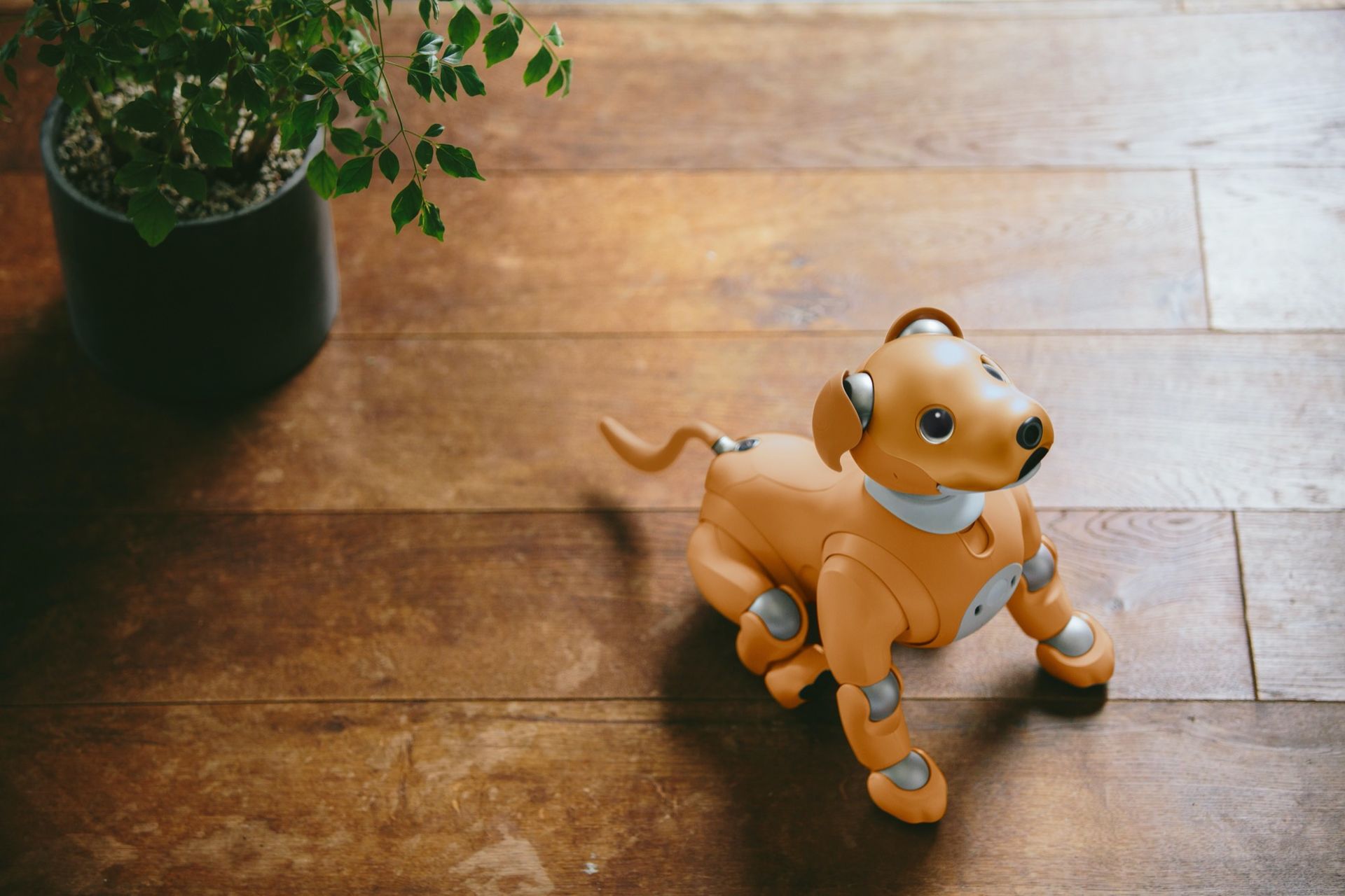 Nu kan Aibo vänta vid dörren när du kommer hem