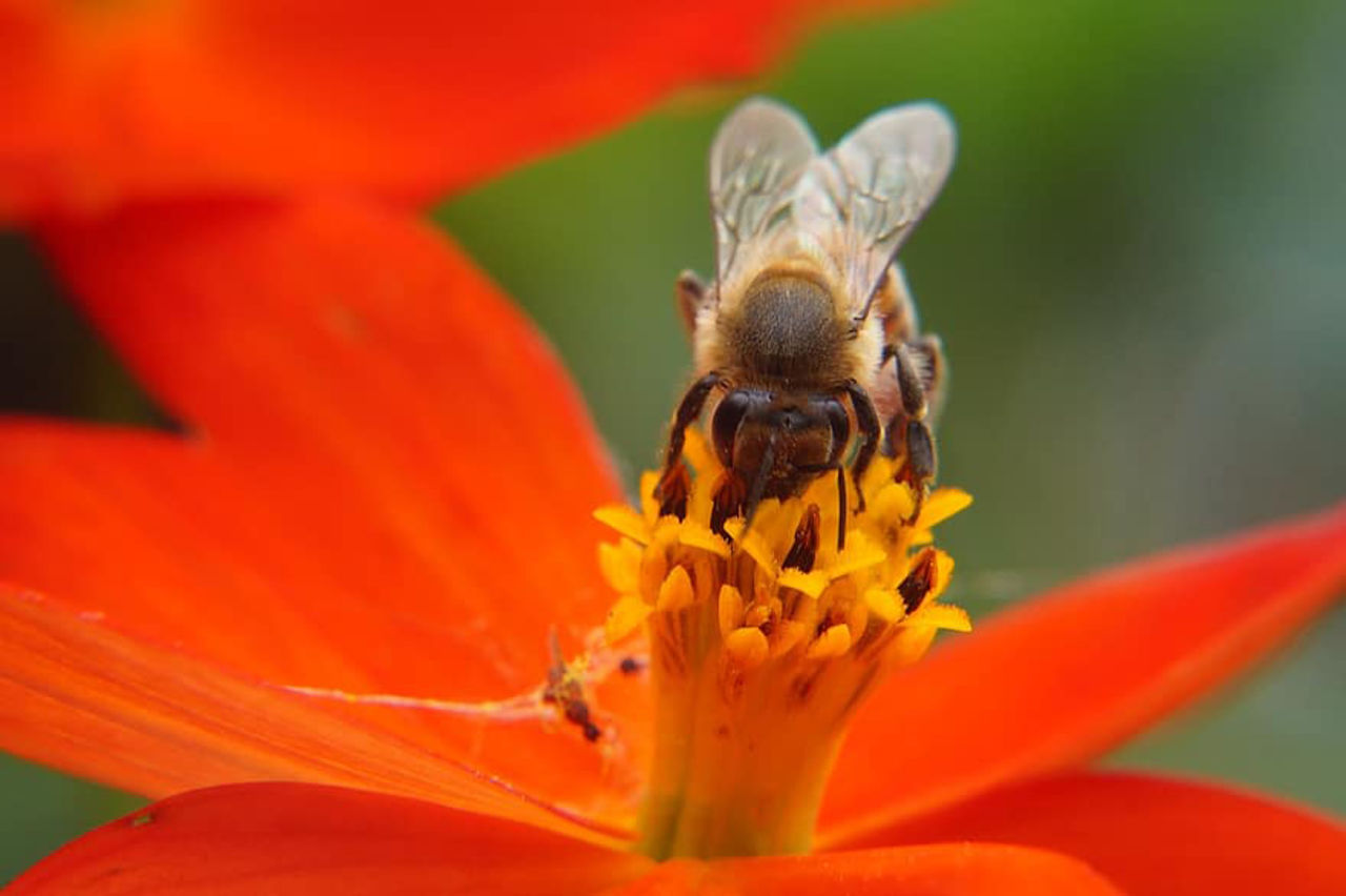 Få bin kan hota mattillgången