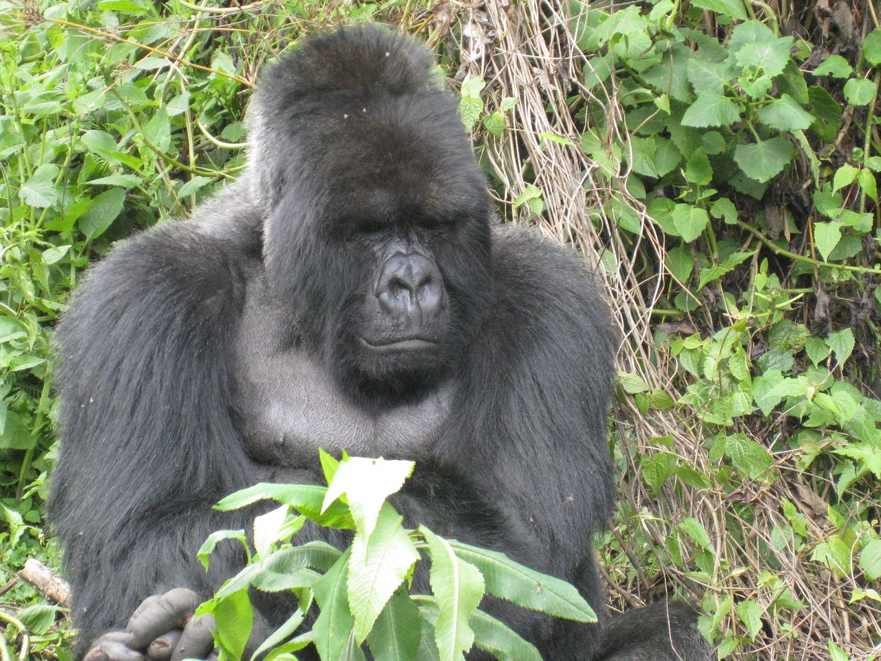 Tjuvjägare som sköt sällsynt gorilla får elva års fängelse