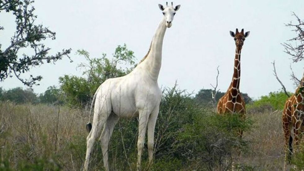 Världens sista vita giraff försedd med GPS