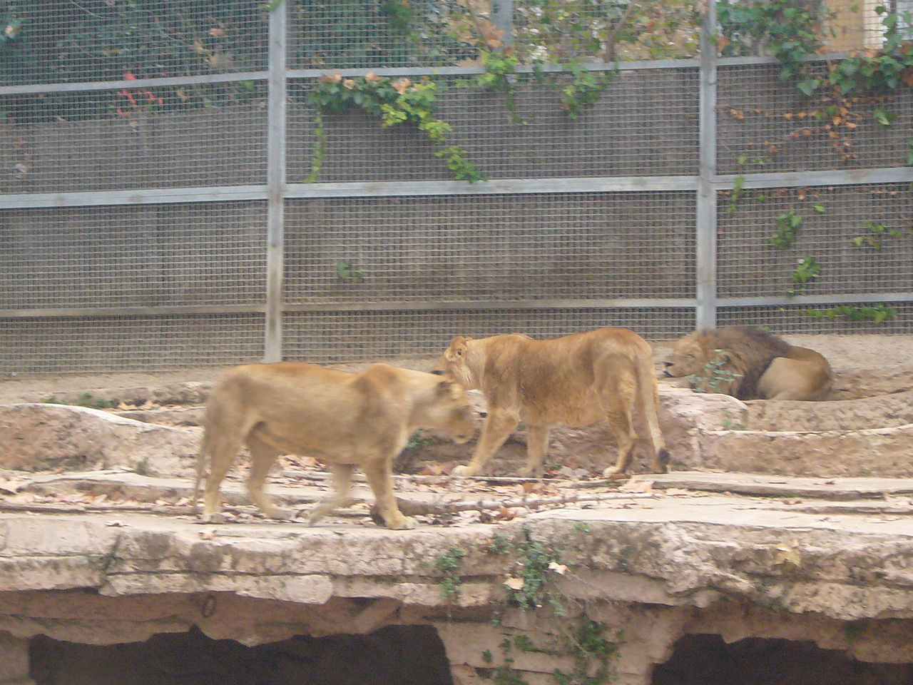 Lejon i Spanien har testats positivt för covid-19